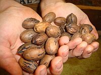 Hill Country Pecans